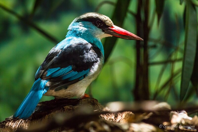 Blue Kingfisher Bird — Natural, Afternoon