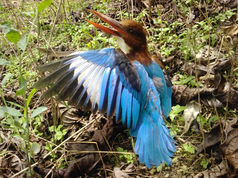 Blue Kingfisher Bird — Natural