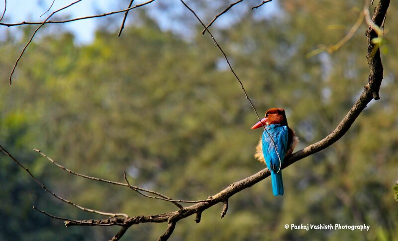 Blue Kingfisher Bird — Serene