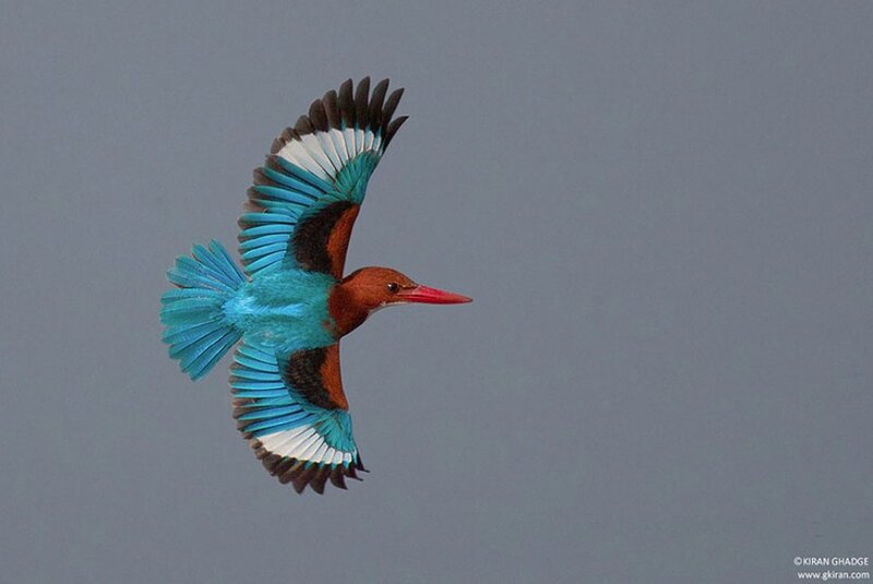 Blue Kingfisher in Flight — Dynamic