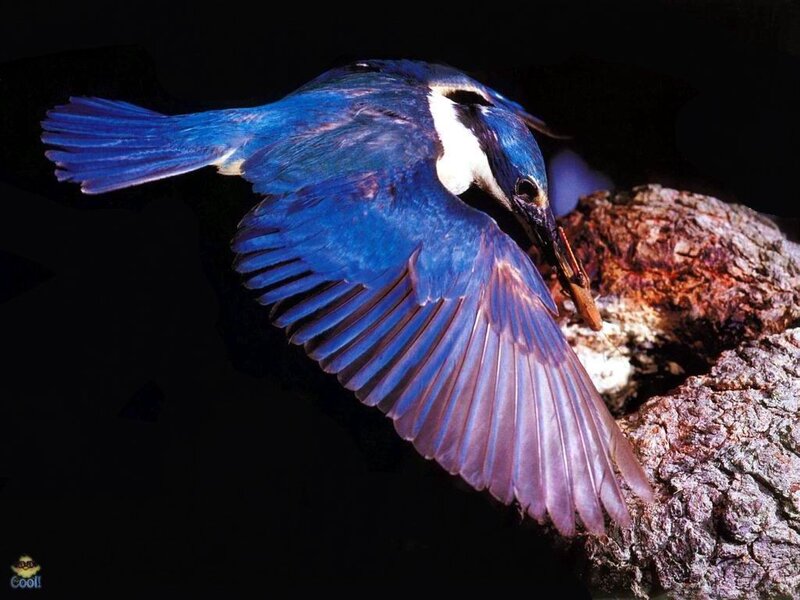 blue kingfisher in flight