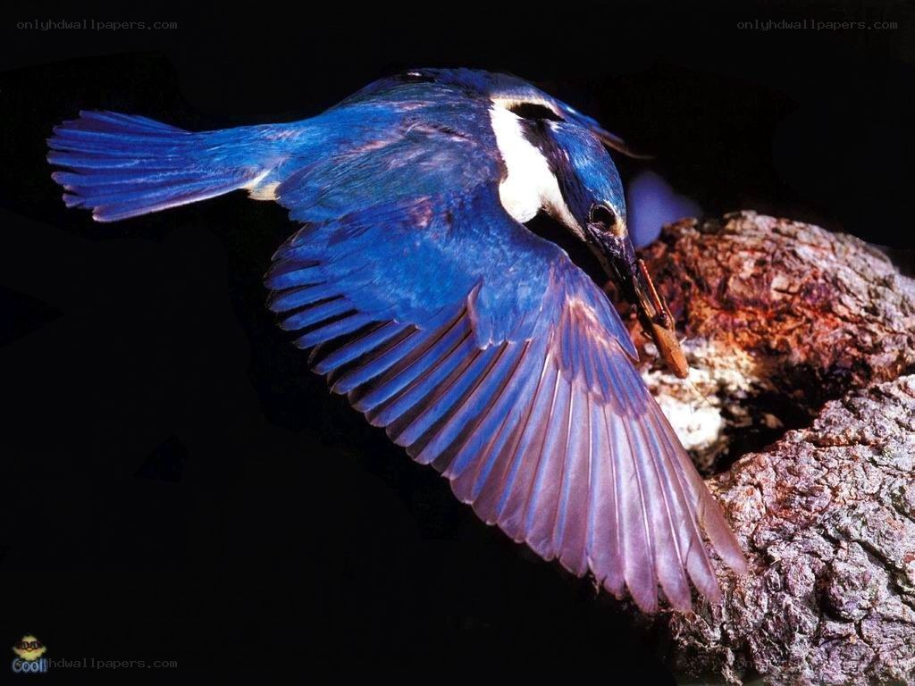 blue kingfisher in flight