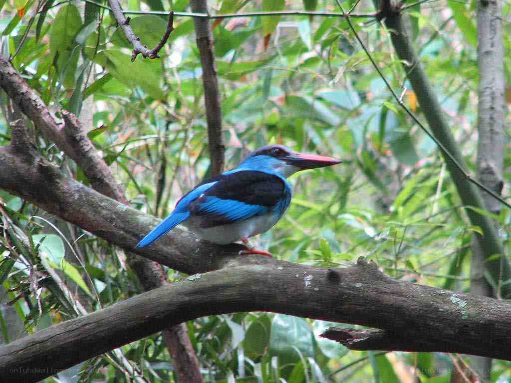 blue kingfisher on a branch