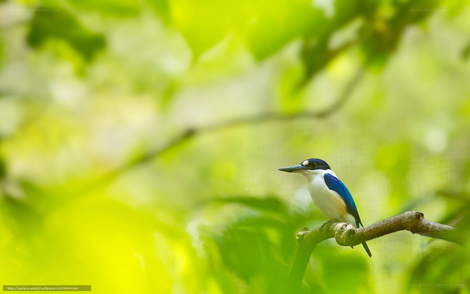Blue kingfisher on a branch