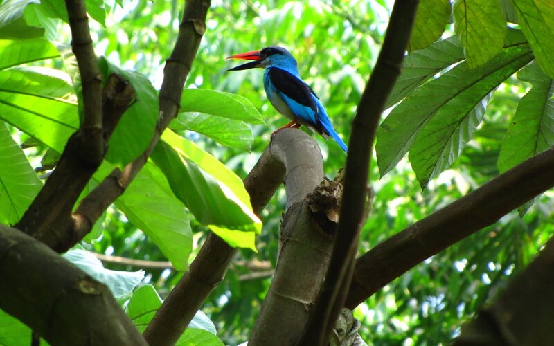 Blue Kingfisher on Branch