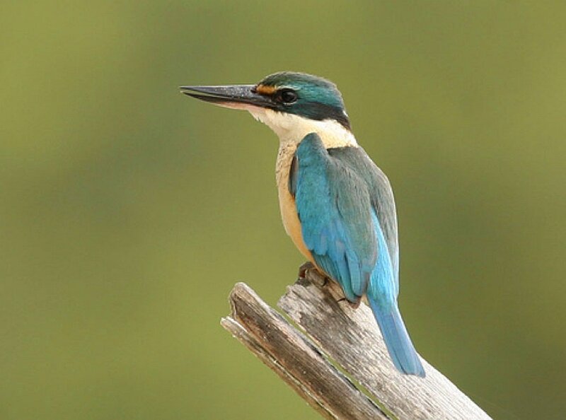blue kingfisher perched on branch