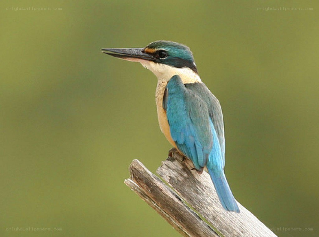 blue kingfisher perched on branch