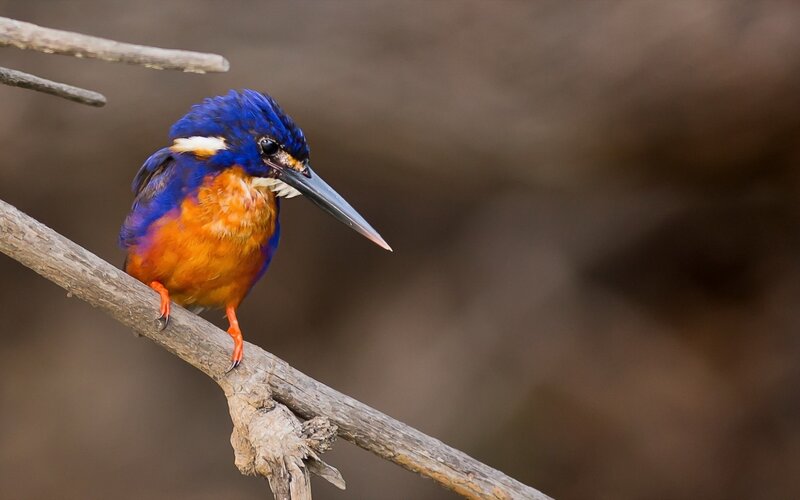 blue kingfisher perched on branch