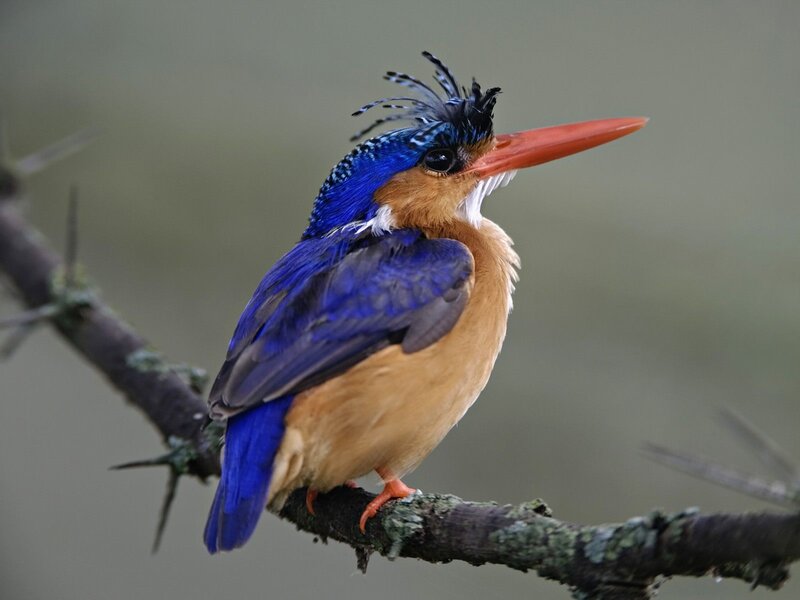 Blue kingfisher perched on branch