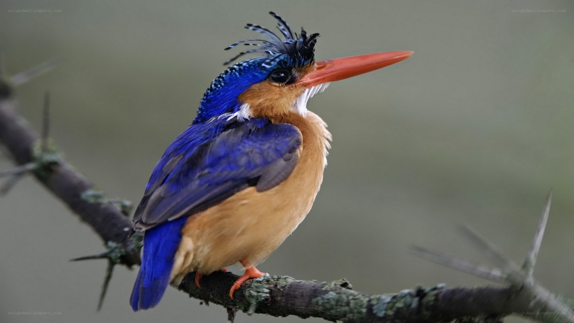 blue kingfisher perched on branch