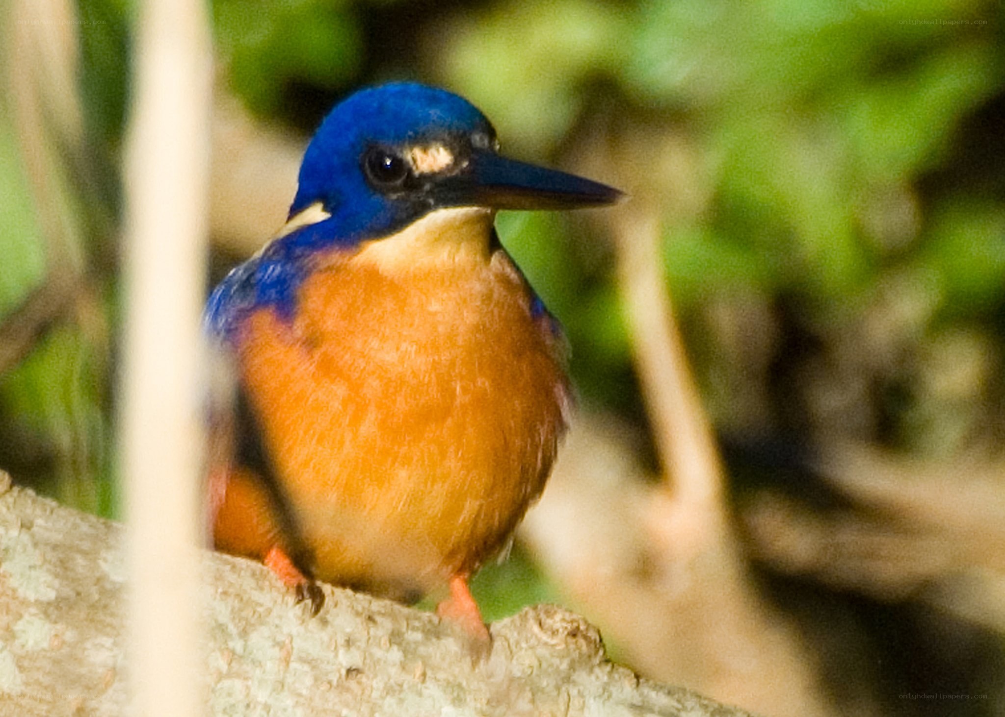blue kingfisher perched on branch