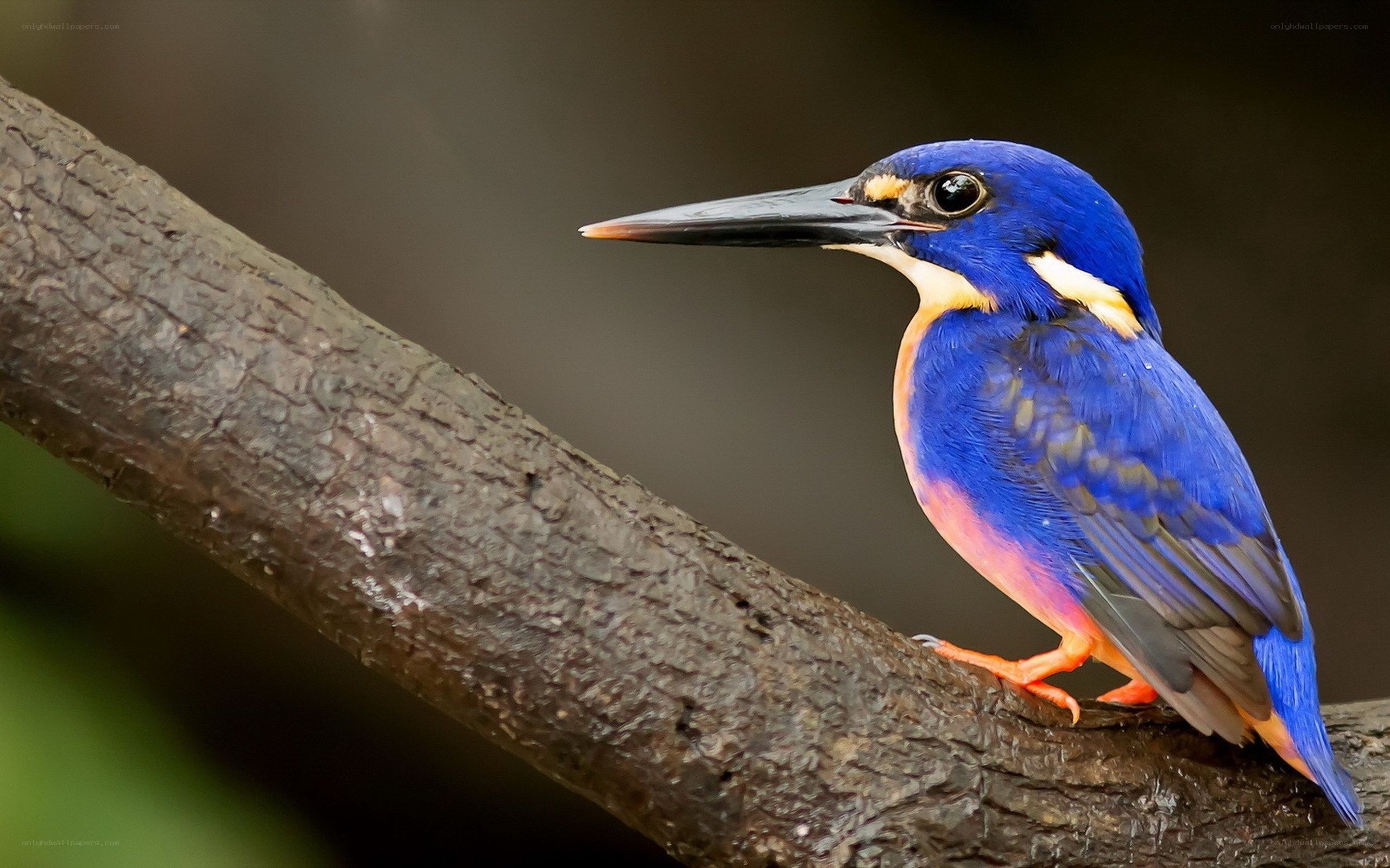 blue kingfisher perched on branch