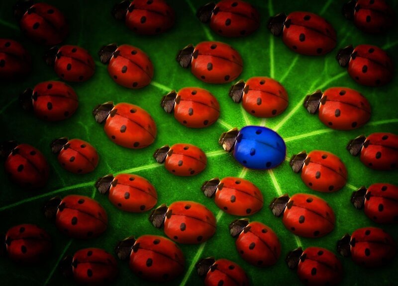 Blue Ladybug on Leaf