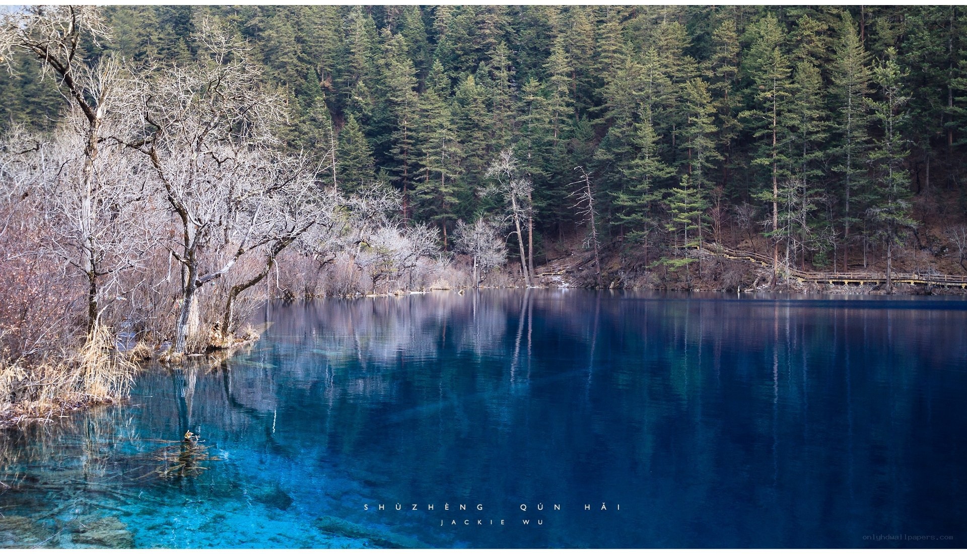 Blue Lake in a Forest