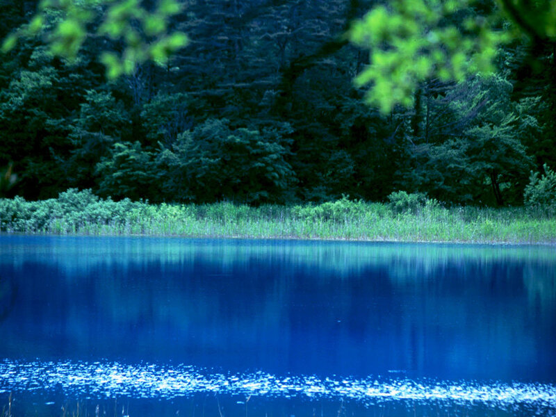 Blue lake in forest