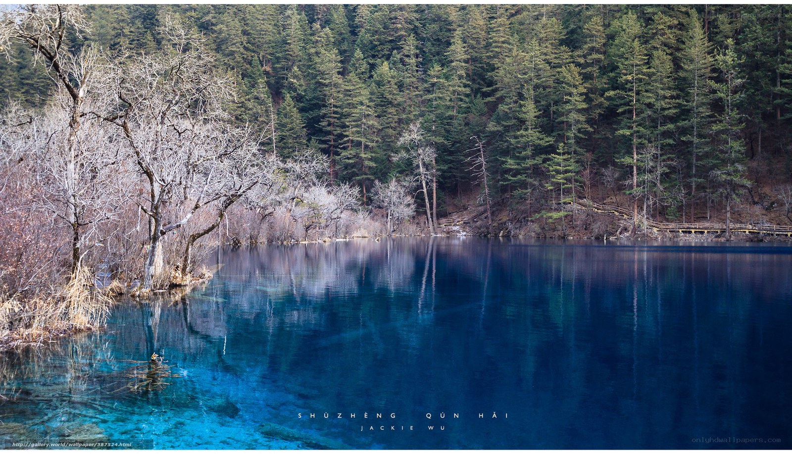 Blue lake in forest landscape