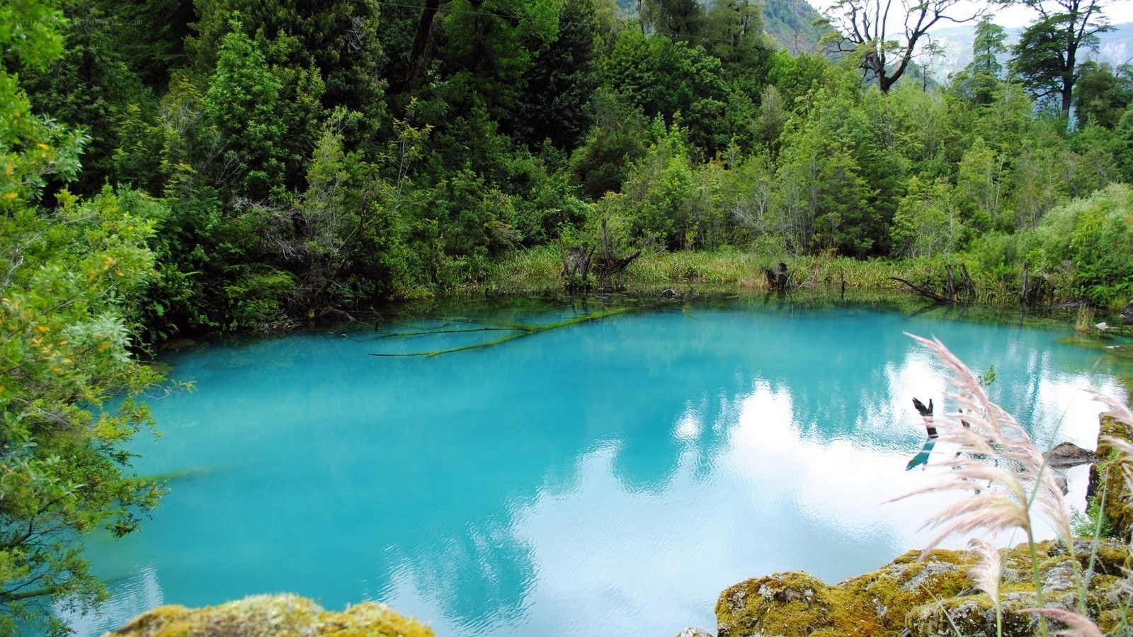 Blue lake in forest