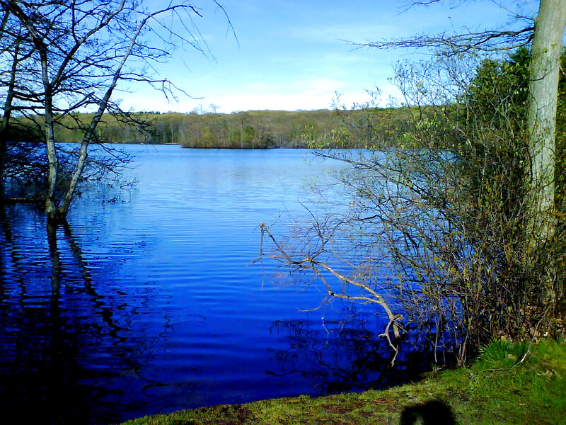 Blue lake with bare trees