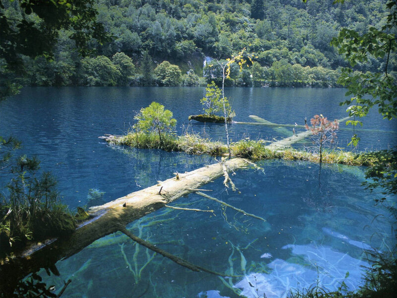 Blue Lake with Fallen Logs