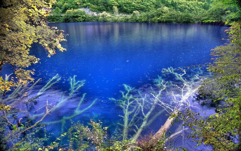 Blue lake with submerged trees
