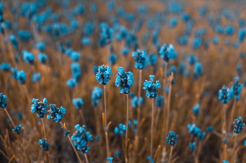 blue lavender field