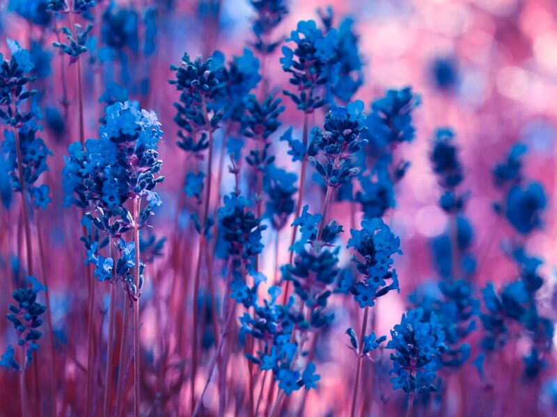 Blue Lavender Flowers