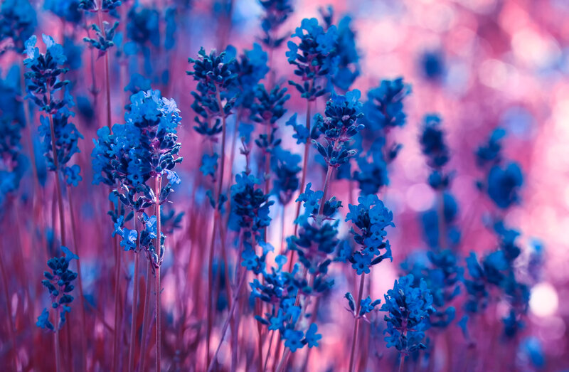 Blue lavender in pink light