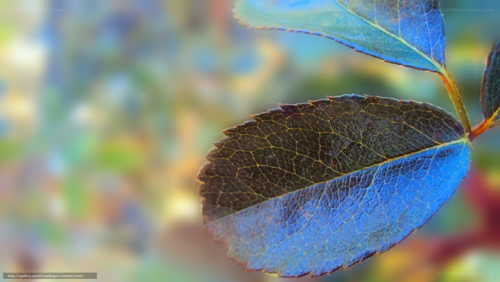 Blue leaf in sunlight