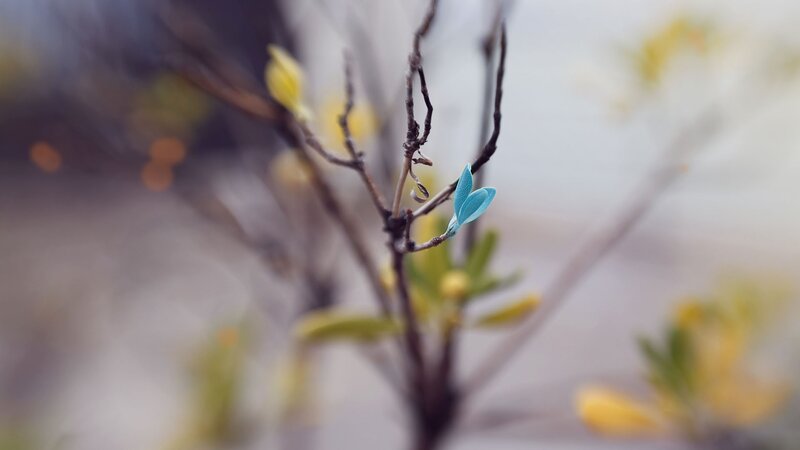 blue leaf on a branch