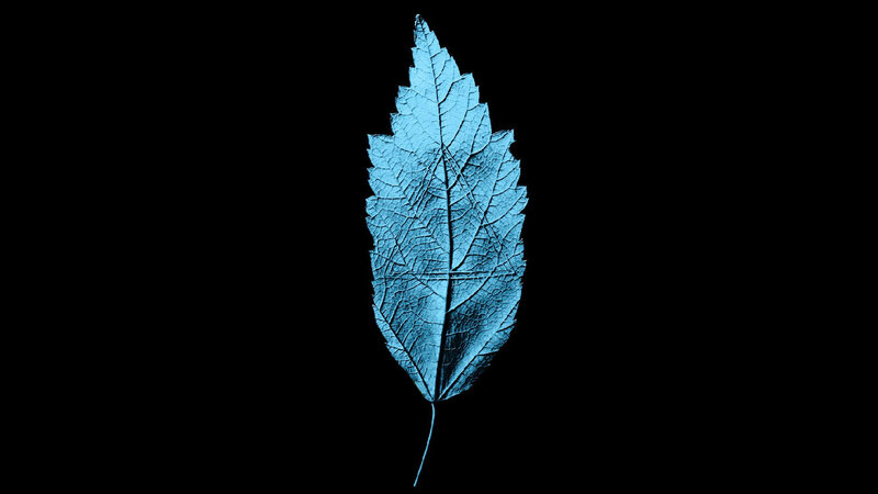 blue leaf on black background