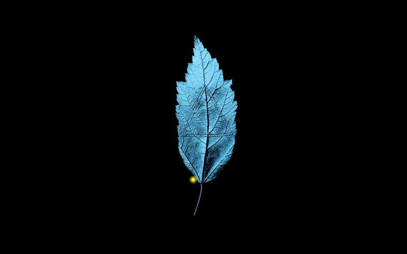 Blue Leaf on Black Background — Dramatic