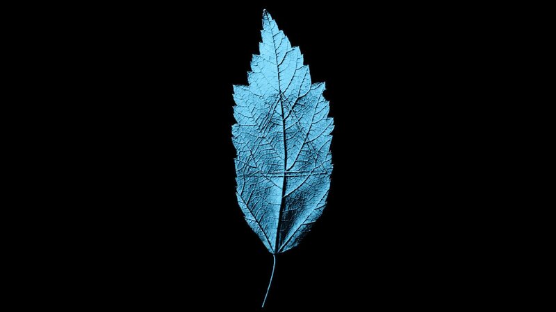 Blue Leaf on Black Background — Minimalist