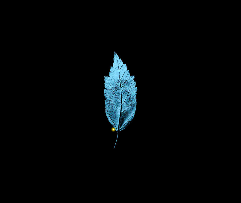 blue leaf on black background