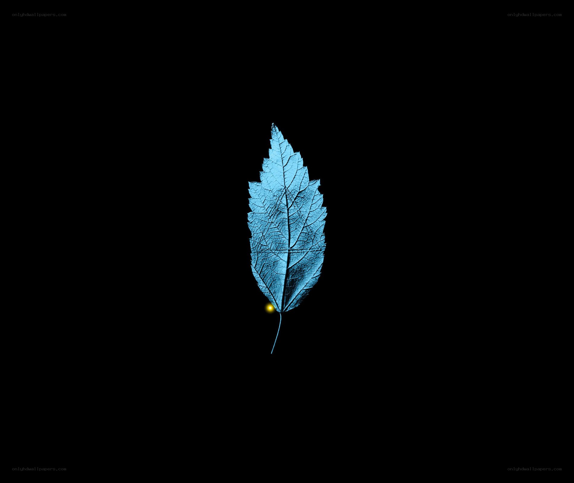 blue leaf on black background