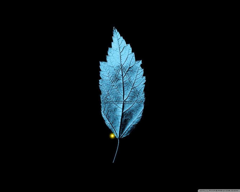 Blue Leaf on Black — Minimalist