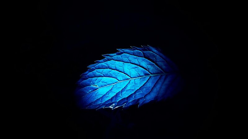 Blue Leaf on Black