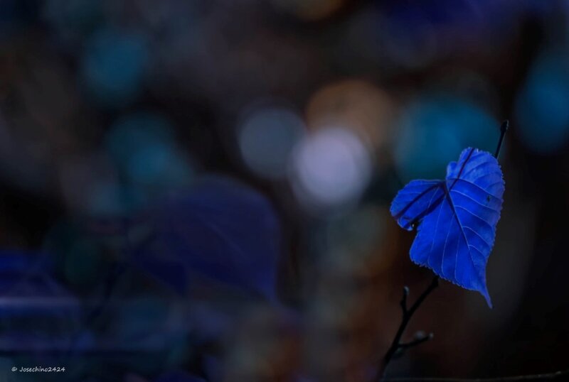 Blue Leaf on Branch