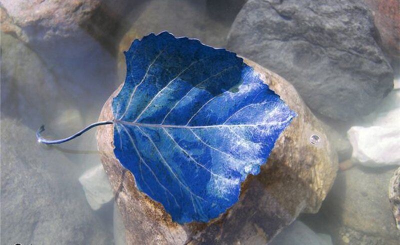 Blue Leaf on Rock