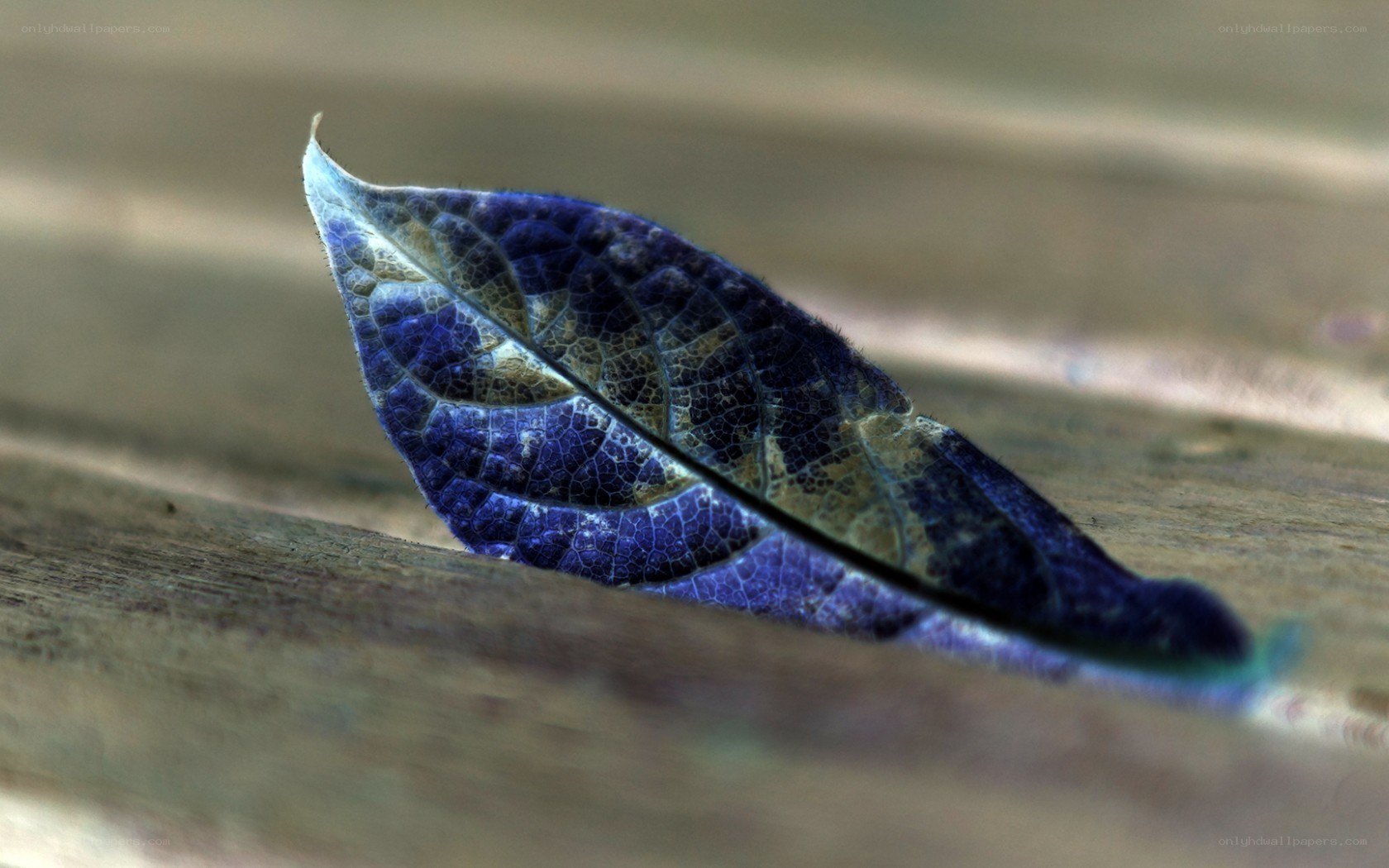 Blue leaf on wooden surface