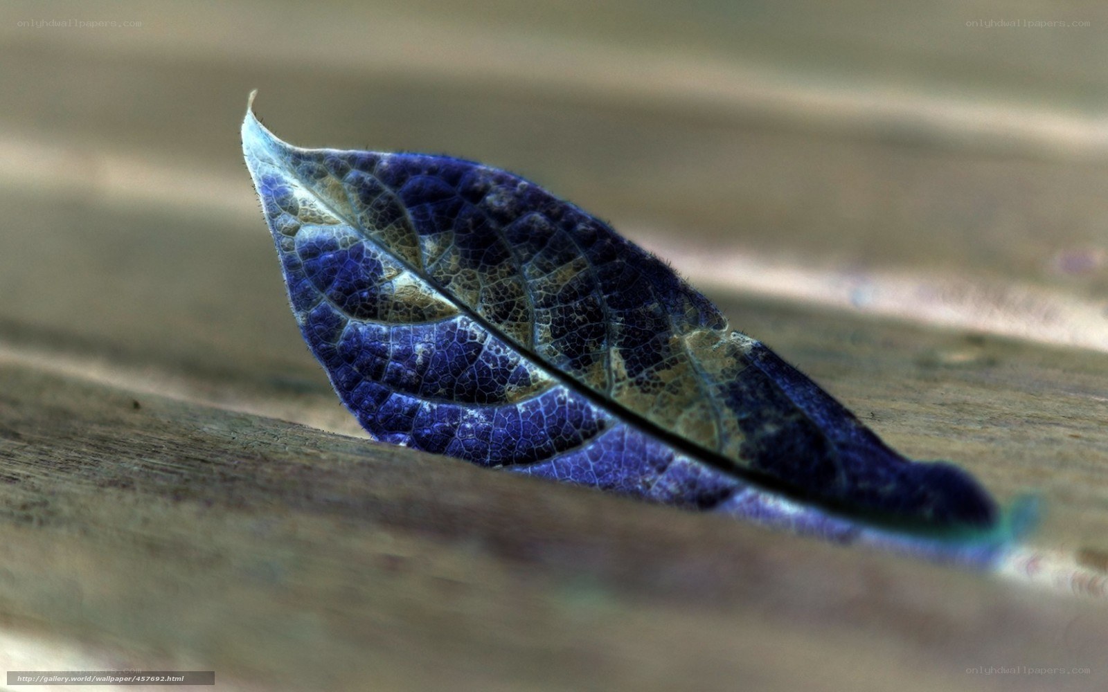 Blue leaf on wooden surface