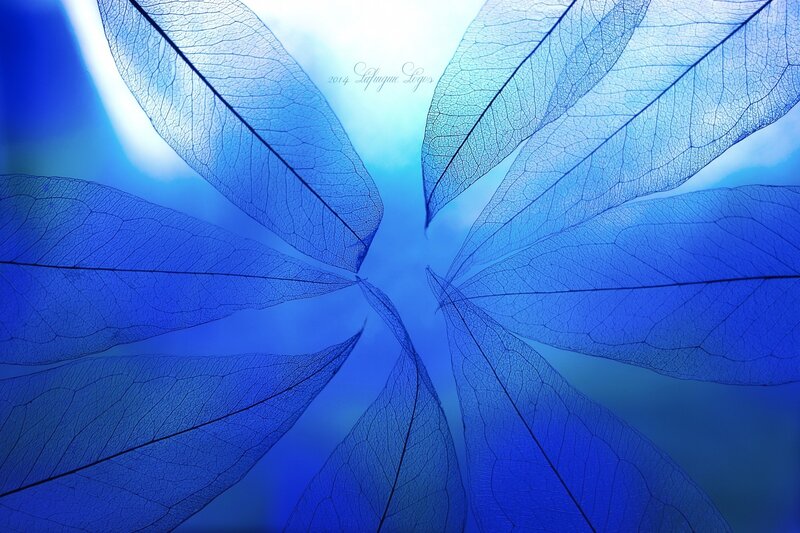 Blue Leaf Skeletons