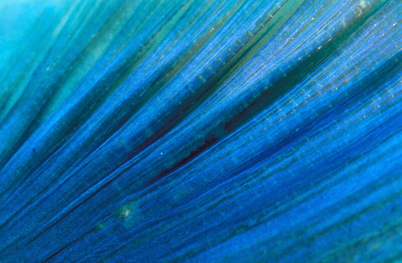 blue leaf texture close-up