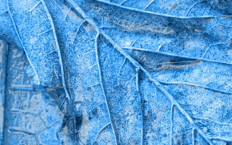 blue leaf texture pattern