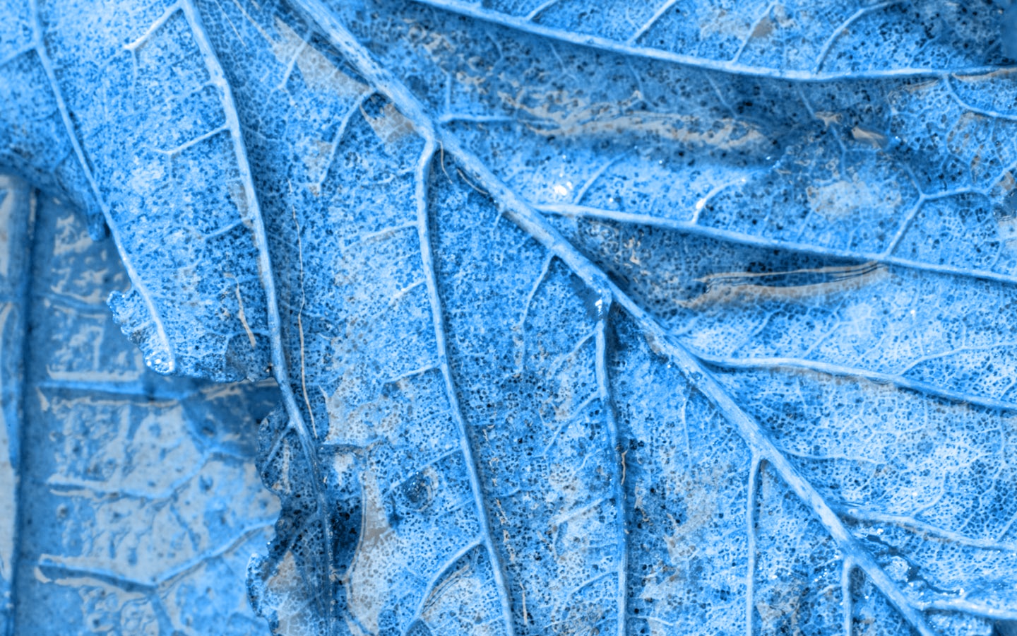 blue leaf texture pattern