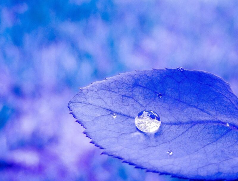 Blue Leaf with Water Droplet