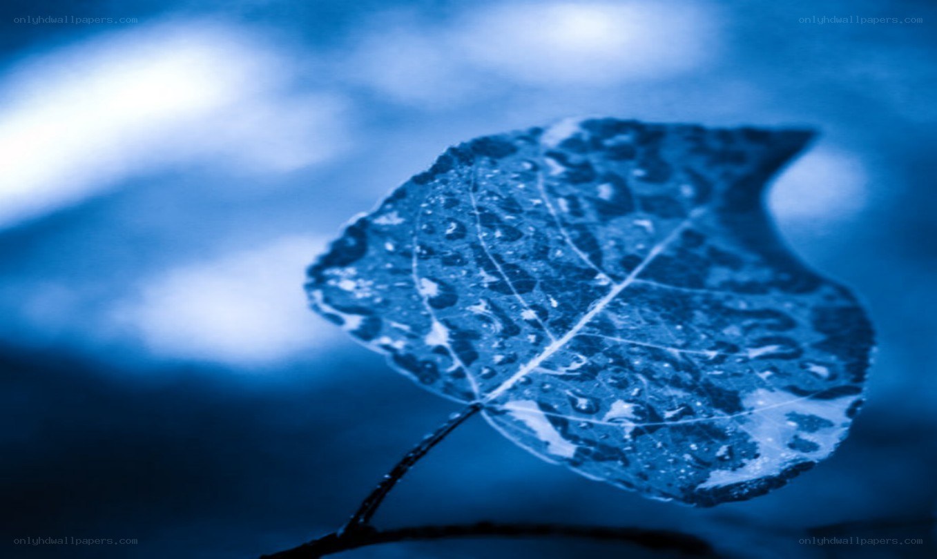 blue leaf with water droplets
