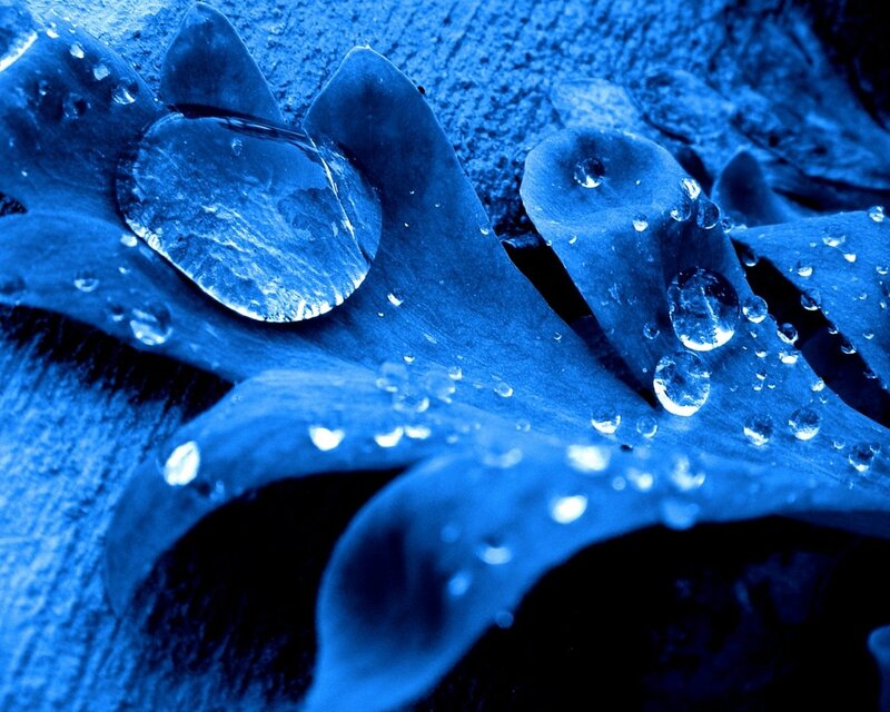 Blue Leaf with Water Droplets — Calm