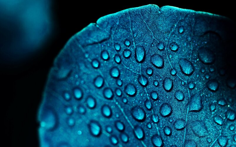 Blue Leaf with Water Droplets — Dramatic, Photograph