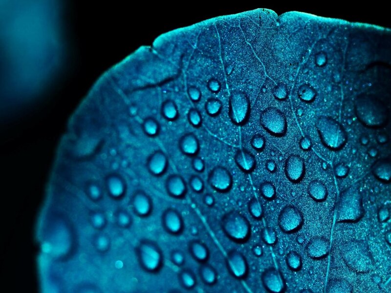 Blue Leaf with Water Droplets — Dramatic, Photograph, Water Droplets
