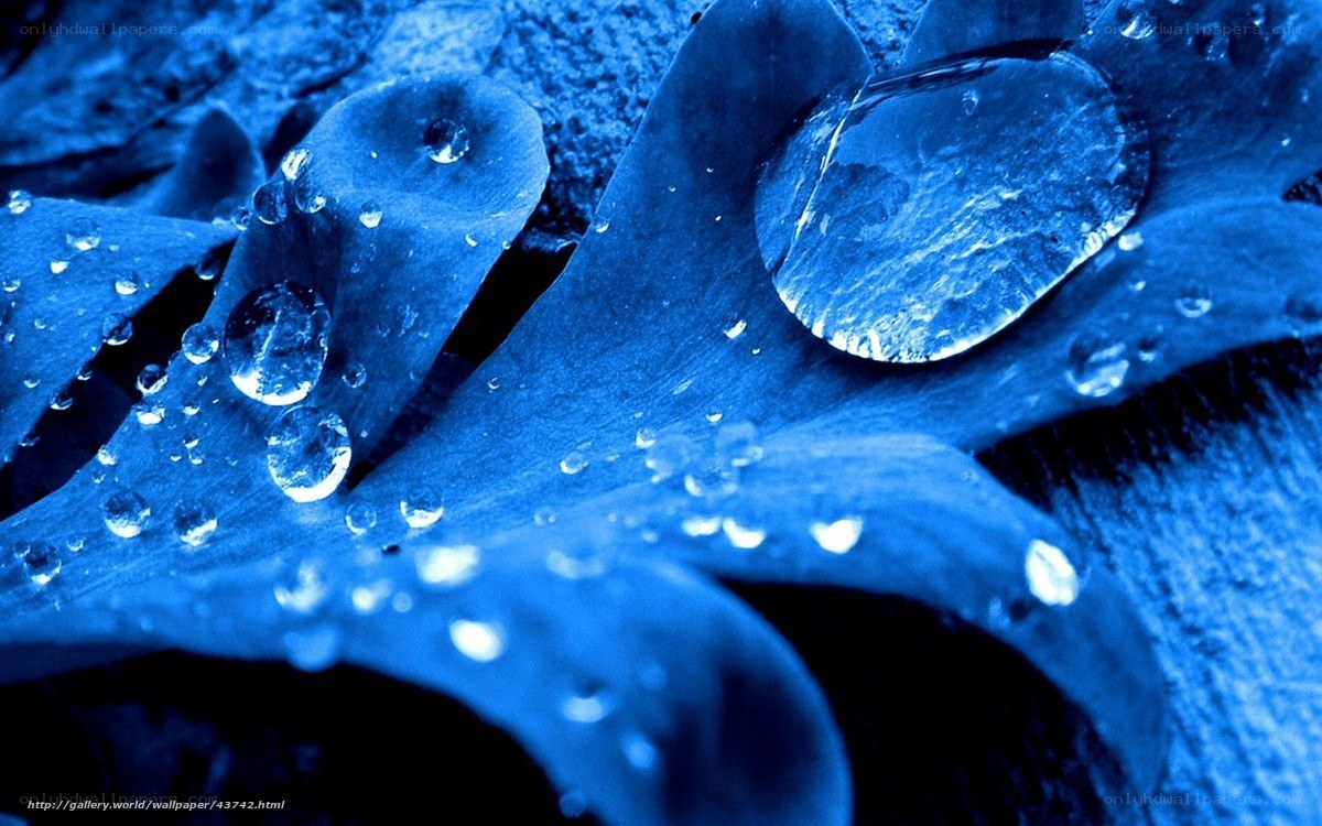 Blue leaf with water droplets